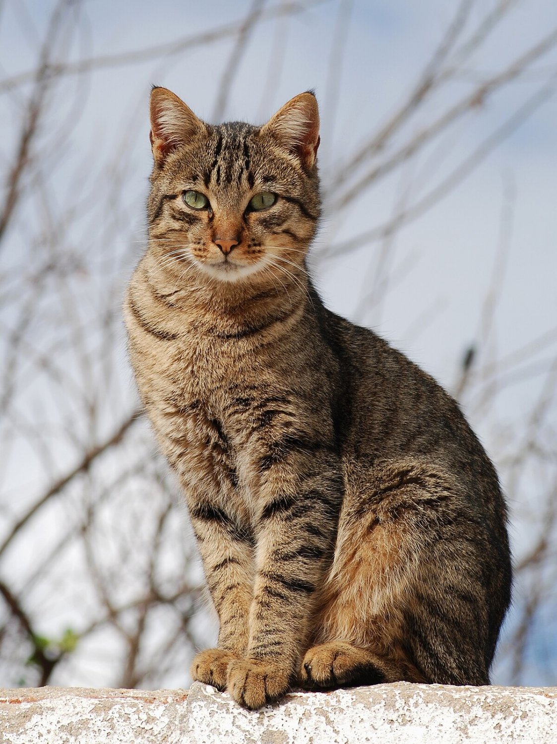cat #bCergmn8
